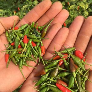 Gói 0.4g hạt giống ớt xiêm