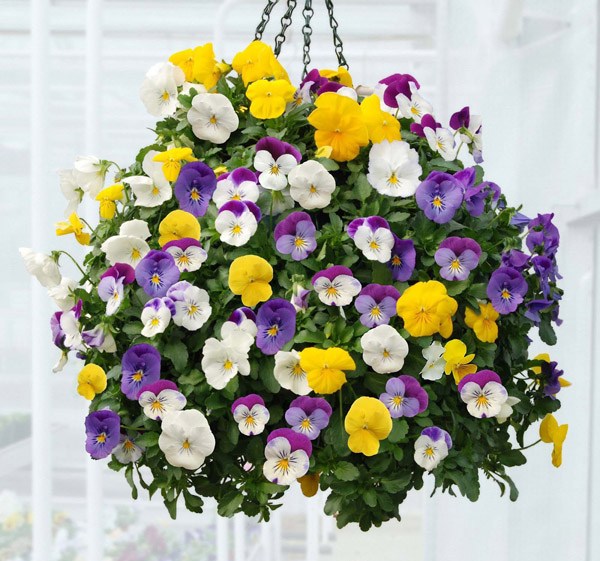 Hạt giống Hoa Pansy Nhiều Màu