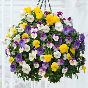 Gói 50 Hạt Giống Hoa Panxe Nhiều Màu - Nanuseeds