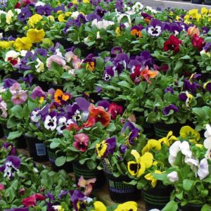 Hạt giống Hoa Pansy Nhiều Màu
