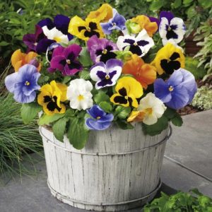 Hạt giống Hoa Pansy Nhiều Màu