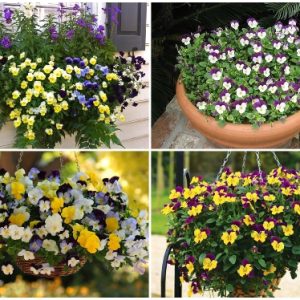 Hạt giống Hoa Pansy Nhiều Màu