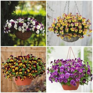 Gói 50 Hạt Giống Hoa Panxe Nhiều Màu - Nanuseeds