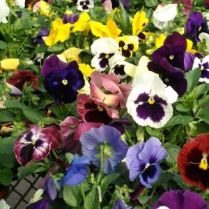 Hạt giống Hoa Pansy Nhiều Màu