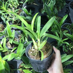 Cây lan Dendro nắng thơm Pensoda