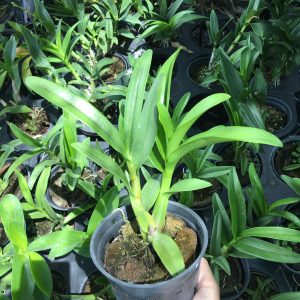 Cây lan Dendro nắng thơm Pensoda
