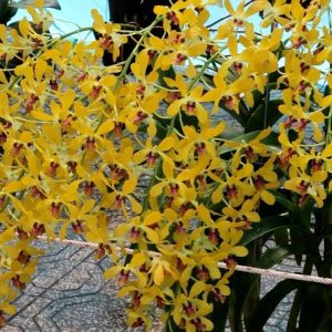 Cây lan Dendro nắng thơm Pensoda