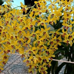 Cây lan Dendro nắng thơm Pensoda