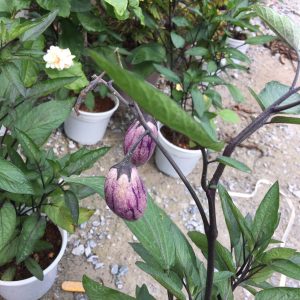 Chậu cây Dưa Pepino Tím  trái ngọt và thơm