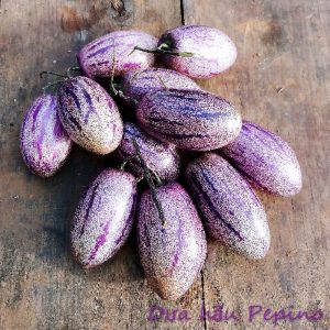 Chậu cây Dưa Pepino Tím  trái ngọt và thơm