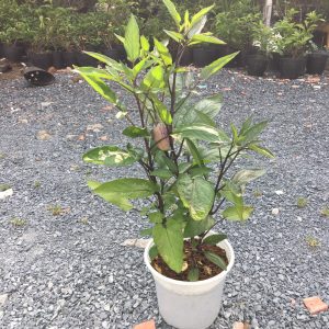 Chậu cây Dưa Pepino Tím  trái ngọt và thơm