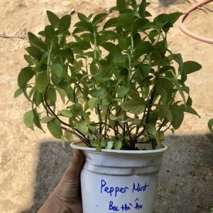 Chậu cây bạc hà Pepper Mint