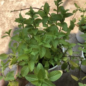 Chậu cây bạc hà Pepper Mint