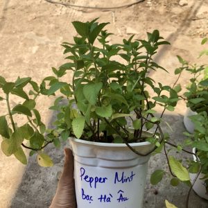 Chậu cây bạc hà Pepper Mint