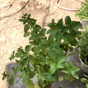 Chậu cây bạc hà Pepper Mint