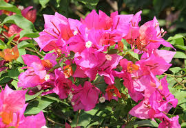 Phân bón chuyên dùng cho Hoa Giấy (túi 700gr) Phân bón hữu cơ Siêu Hoa Giấy