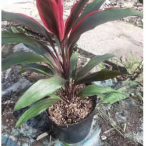 Cây giống phát tài thái - CayGiongTot