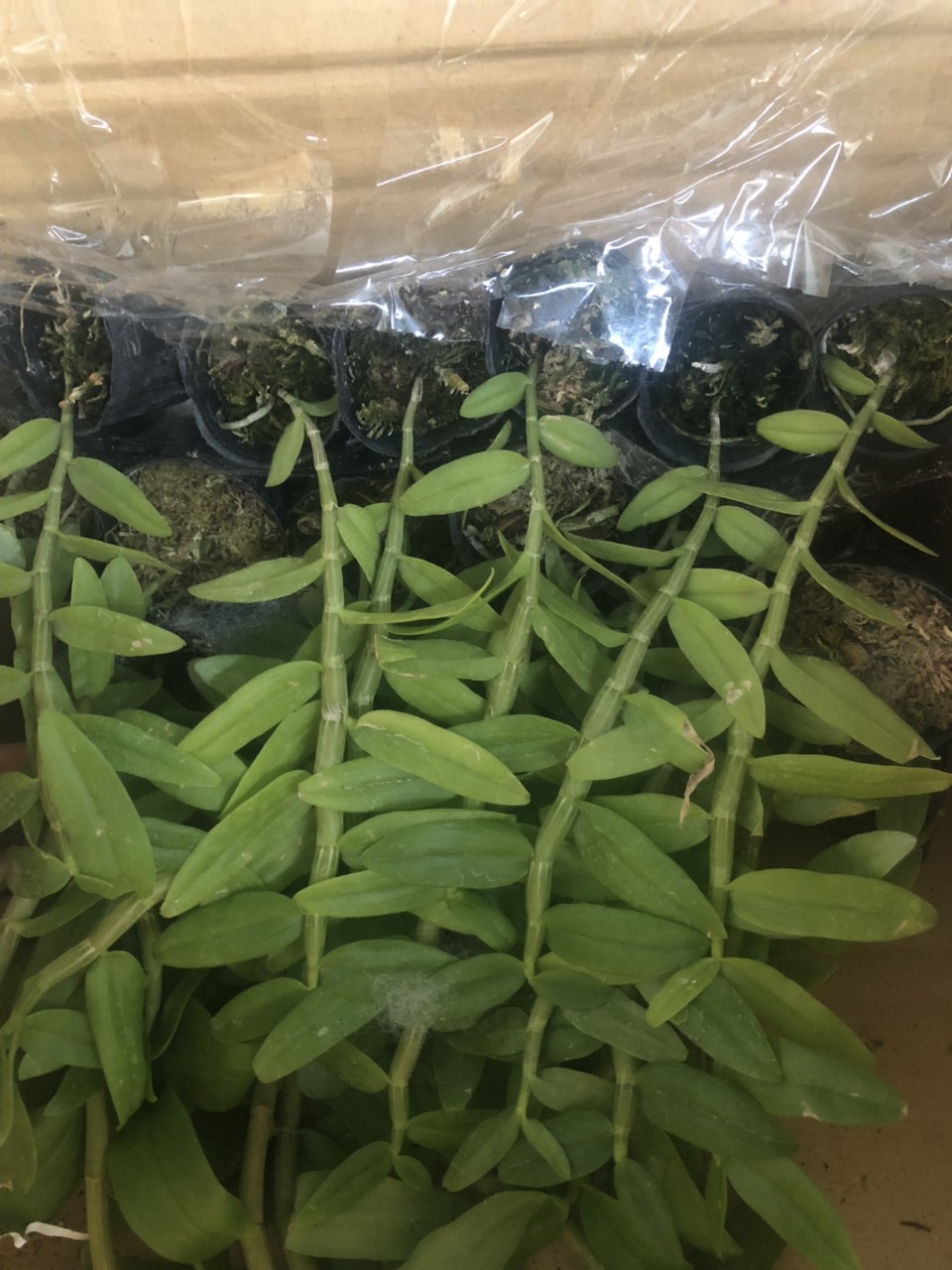 phi-diep-1-1 Cốc giống Giả Hạc - Phi Điệp 5 cánh trắng họng hồng 1 thân dài 15-20cm đã thuần khí hậu Việt Nam