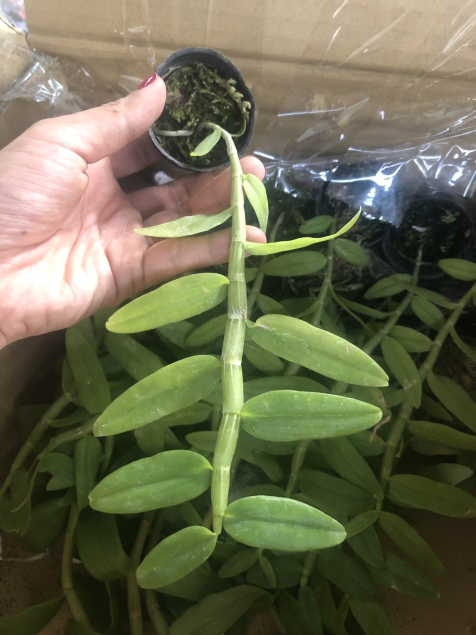 Cốc giống Giả Hạc - Phi Điệp 5 cánh trắng họng hồng 1 thân dài 5-10cm đã thuần khí hậu Việt Nam