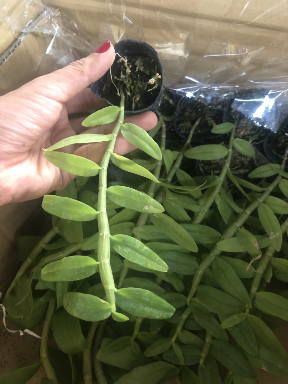 phi-diep-3-1 Cốc giống Giả Hạc - Phi Điệp 5 cánh trắng họng hồng 1 thân dài 15-20cm đã thuần khí hậu Việt Nam