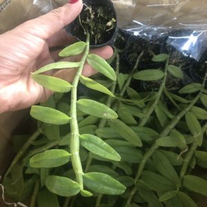 Cốc giống Giả Hạc - Phi Điệp 5 cánh trắng họng hồng 1 thân dài 5-10cm đã thuần khí hậu Việt Nam