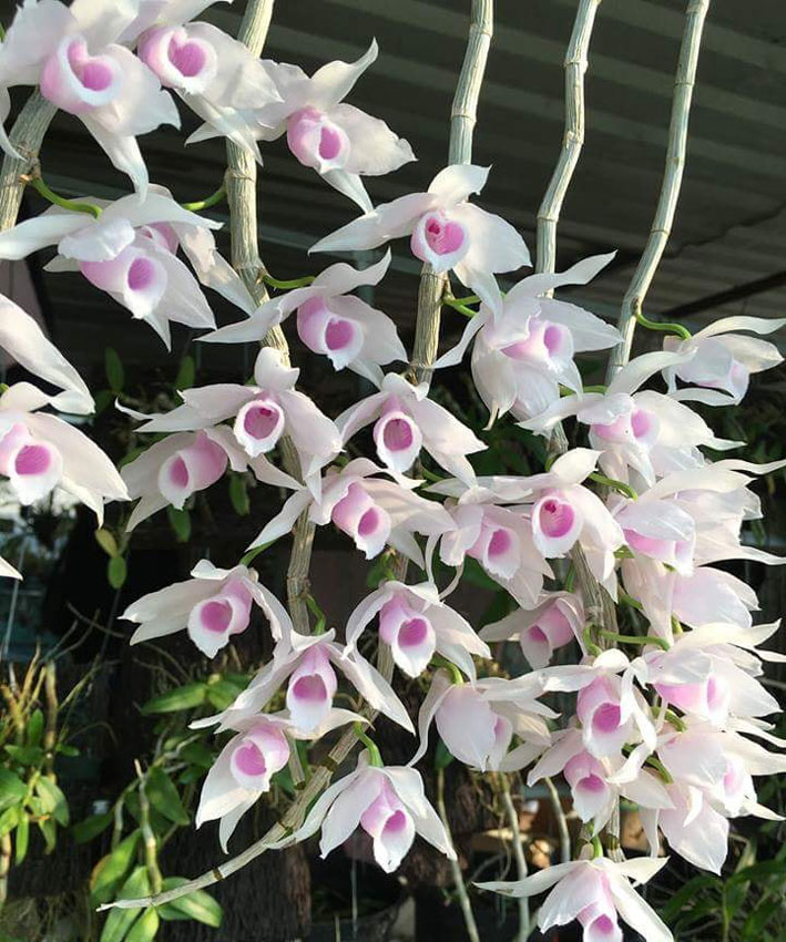 Cốc giống Giả Hạc - Phi Điệp 5 cánh trắng họng hồng 1 thân dài 5-10cm đã thuần khí hậu Việt Nam