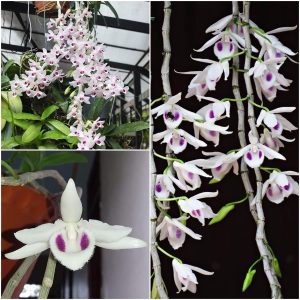 Cốc giống Giả Hạc - Phi Điệp 5 cánh trắng họng hồng 1 thân dài 5-10cm đã thuần khí hậu Việt Nam