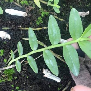 Giả hạc - Phi Điệp Hoa Hồng Đỏ giống HOT - cốc giống kie 5-7cm