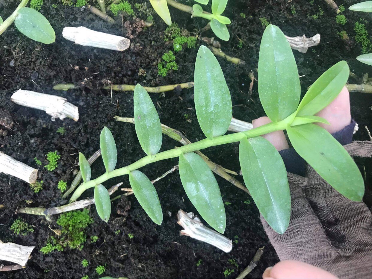 Giả hạc - Phi Điệp Hoa Hồng Đỏ giống HOT - cốc giống kie 5-7cm