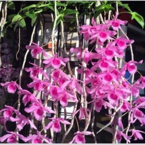 Giả hạc - Phi Điệp Hoa Hồng Đỏ giống HOT - cốc giống kie 5-7cm