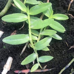 Giả hạc - Phi Điệp Hoa Hồng Đỏ giống HOT - cốc giống kie 5-7cm