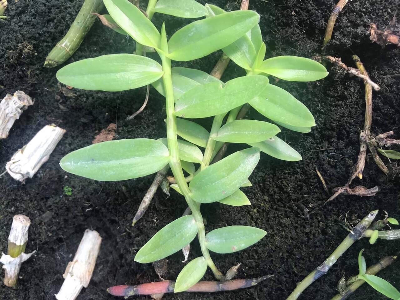 Giả hạc - Phi Điệp Hoa Hồng Đỏ giống HOT - cốc giống kie 5-7cm