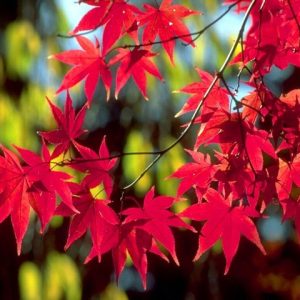 Cây giống Phong Lá Đỏ bonsai đã thuần khí hậu Việt Nam