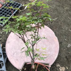 Cây giống Phong Lá Đỏ bonsai đã thuần khí hậu Việt Nam