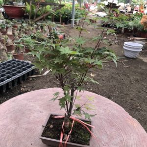 Cây giống Phong Lá Đỏ bonsai đã thuần khí hậu Việt Nam