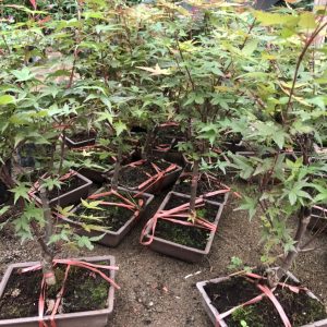 Cây giống Phong Lá Đỏ bonsai đã thuần khí hậu Việt Nam