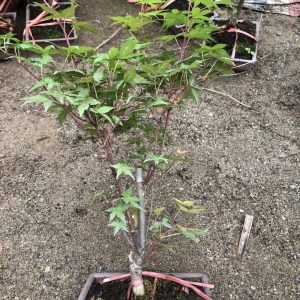 Cây giống Phong Lá Đỏ bonsai đã thuần khí hậu Việt Nam