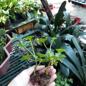 [Cây giống cấy mô] Combo 10 cây giống Hoa Phong Lữ Thảo Rũ màu hồng - hoa thơm quyến rũ và bền hoa tới 2 tuần