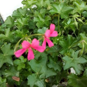 [Cây giống cấy mô] Combo 10 cây giống Hoa Phong Lữ Thảo Rũ màu hồng - hoa thơm quyến rũ và bền hoa tới 2 tuần