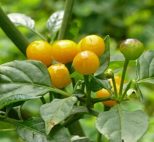 Gói 30 hạt giống Ớt Peru Aji Charapita Mắc Nhất Thế Giới (Capsicum chinense)