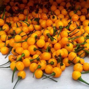 Gói 30 hạt giống Ớt Peru Aji Charapita Mắc Nhất Thế Giới (Capsicum chinense)