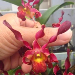 Chậu cây lan Dendro Quán Long