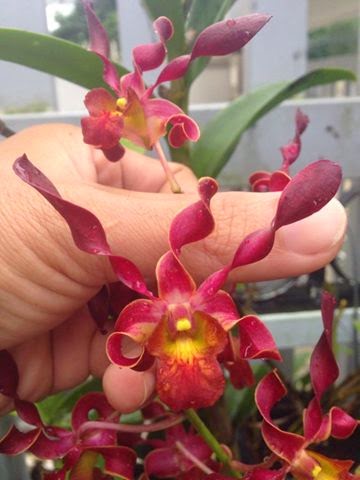 Chậu cây lan Dendro Quán Long