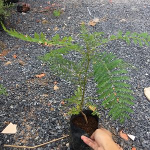 Cây giống hoa Phượng Tím - Jacaranda mimosifolia
