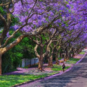 Cây giống hoa Phượng Tím - Jacaranda mimosifolia