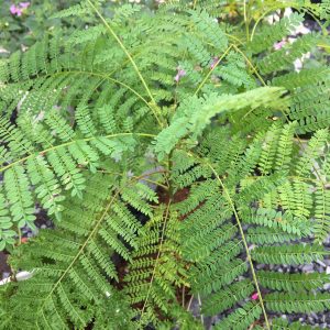 Cây giống hoa Phượng Tím - Jacaranda mimosifolia