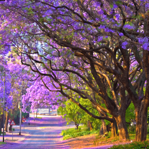 Cây giống hoa Phượng Tím - Jacaranda mimosifolia