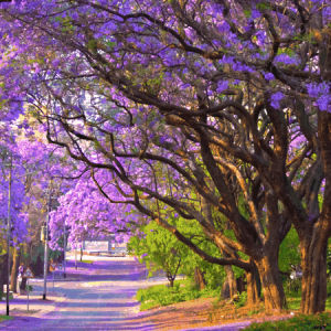 Cây giống hoa Phượng Tím - Jacaranda mimosifolia