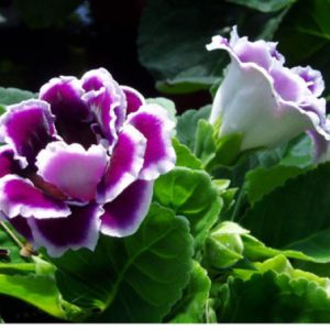 Chậu cây hoa Tử La Lan - Hoa Chuông Tình Yêu - giao cây đang hoa hoặc đang nụ kèm chậu nhựa