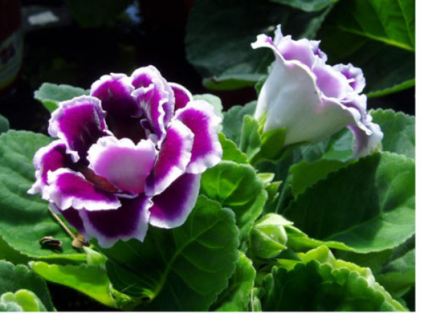 product-1355730328 Chậu cây hoa Tử La Lan - Hoa Chuông Tình Yêu - giao cây đang hoa hoặc đang nụ kèm chậu nhựa